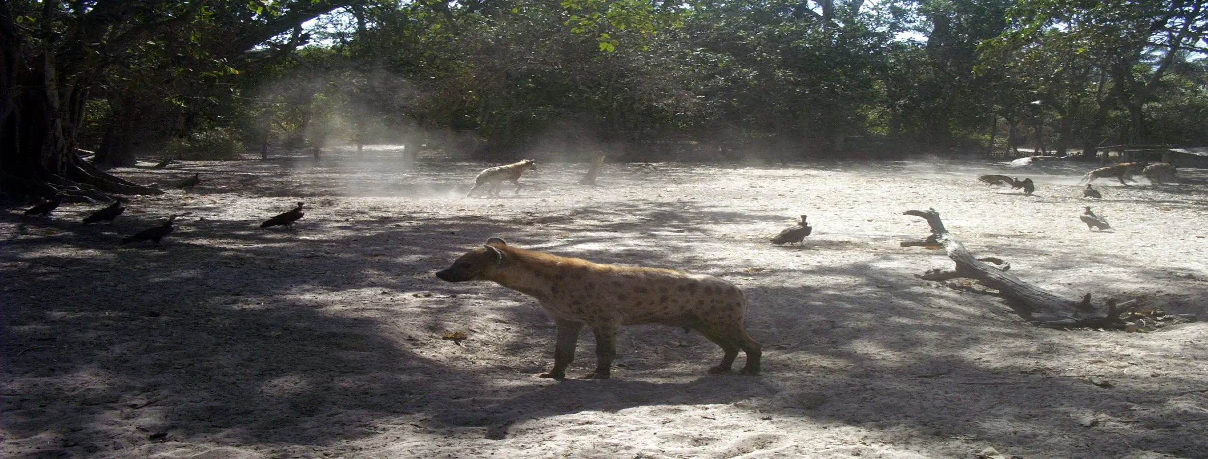 Image for Abuko Nature Reserve